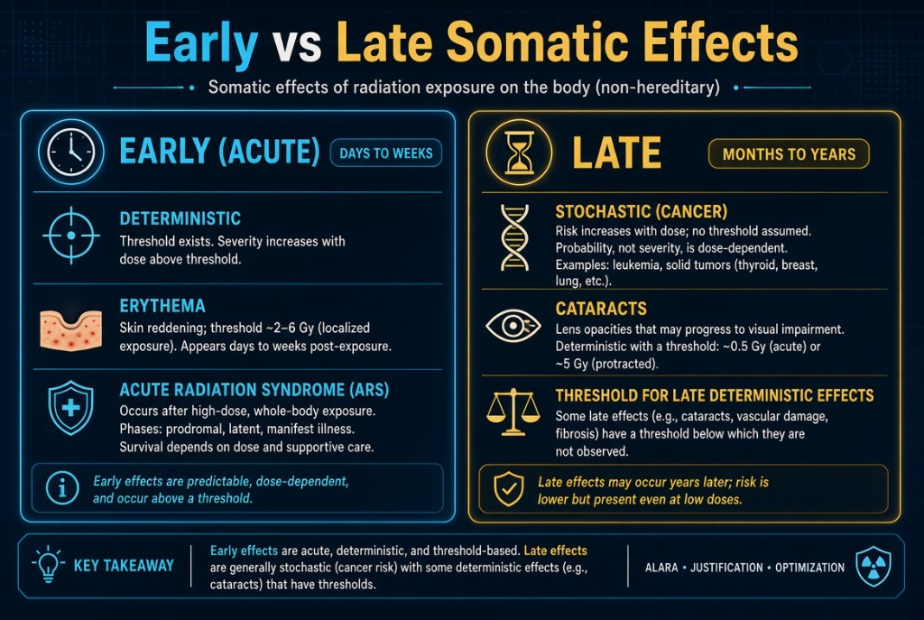 Early effects appear in days to weeks and are deterministic. Late effects appear in months to years and include cancer and cataracts.