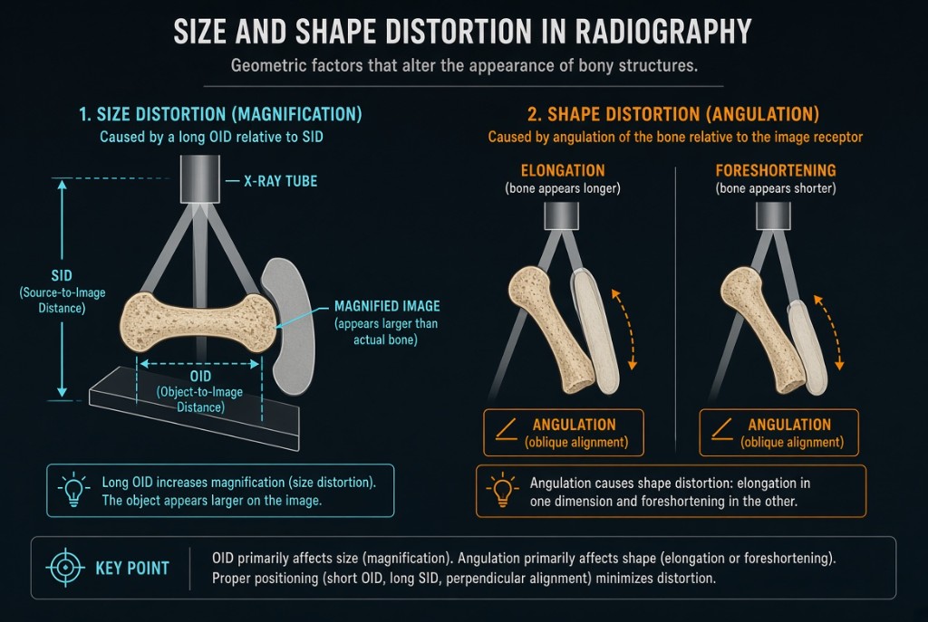 Diagram of magnification and elongation versus foreshortening
